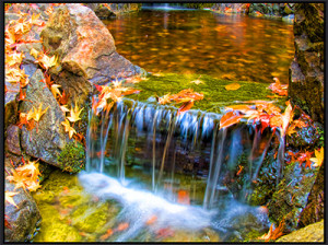 Creek and Leaves