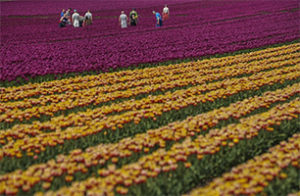 Tulips-Germany